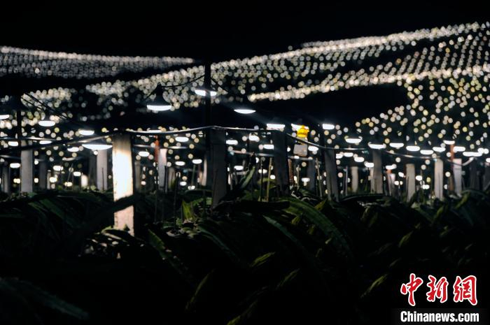 火龙果基地催花灯犹如漫天星辰。　蒋雪林 摄