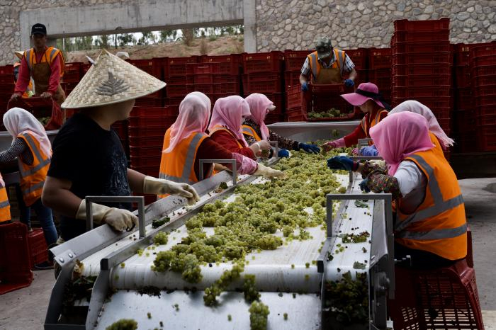 在西鸽酒庄工作的宁夏当地人 李德美摄