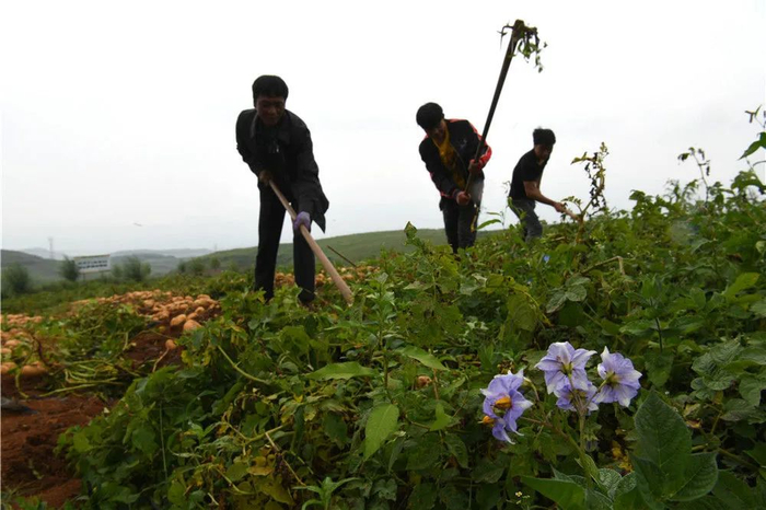 在昭阳区和永善县交界处的5万亩马铃薯高标准示范基地，村民收获马铃薯（8月8日摄）。新华社记者 金良快 摄