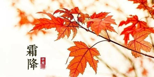 红枫发芽的图片大全