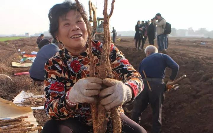 （正在挖山药的山药农）