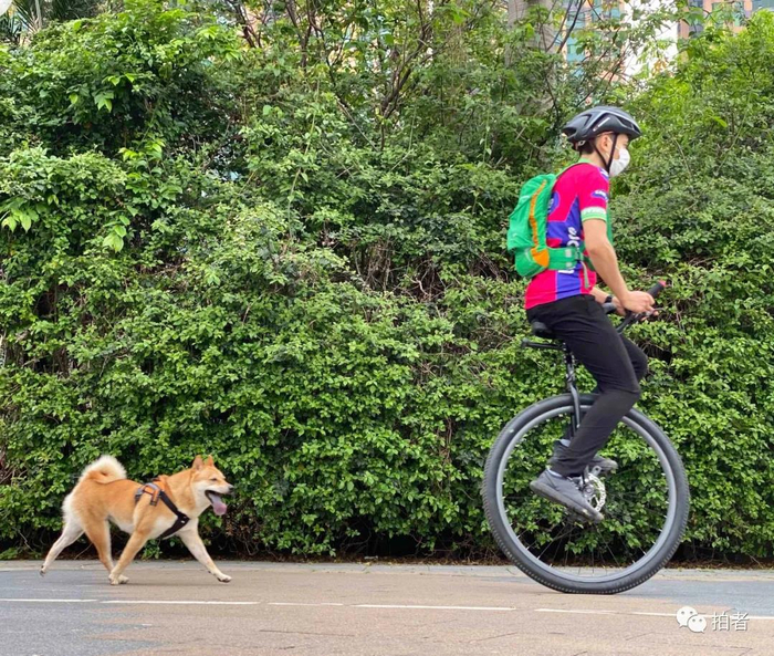 △ “独轮车骑士”。2020年3月23日，滨江东路游艇会码头路段，一位帅哥骑着独轮车遛狗，非常“拉风”。