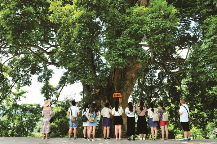 游客在千年金丝楠木群合影 酉阳土家族苗族自治县委宣传部供图