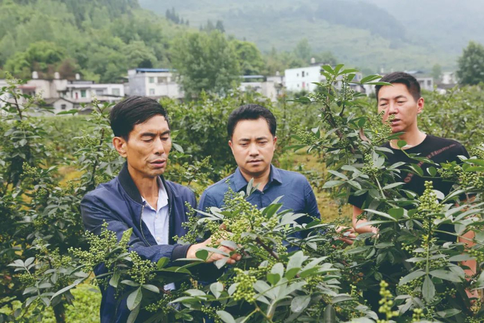 管理技术员查看青花椒挂果情况 酉阳土家族苗族自治县委宣传部供图