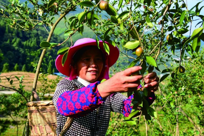 贫困群众在油茶基地务工增收 酉阳土家族苗族自治县委宣传部供图