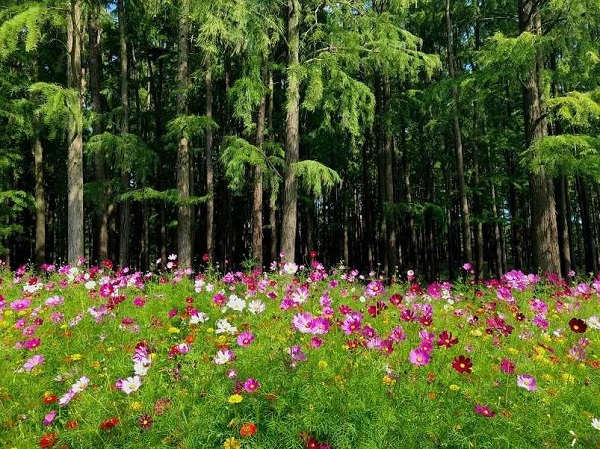图说：共青森林公园近5000平方米花海，这个秋季再度绽开 采访对象提供（下同）