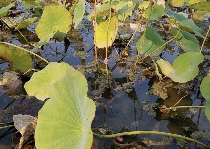 此次在温榆河湿地公园发现的粉红色卵块。中国绿发会供图