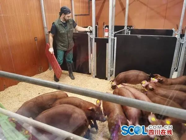 ▲这批原种猪最终入驻四川省丽天牧业有限公司在达州市达川区新建的原种猪育种场。（来源/四川在线）