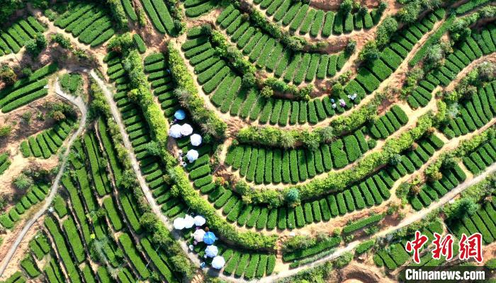     华安县仙都镇进入繁忙的采茶季。　黄建和　摄
