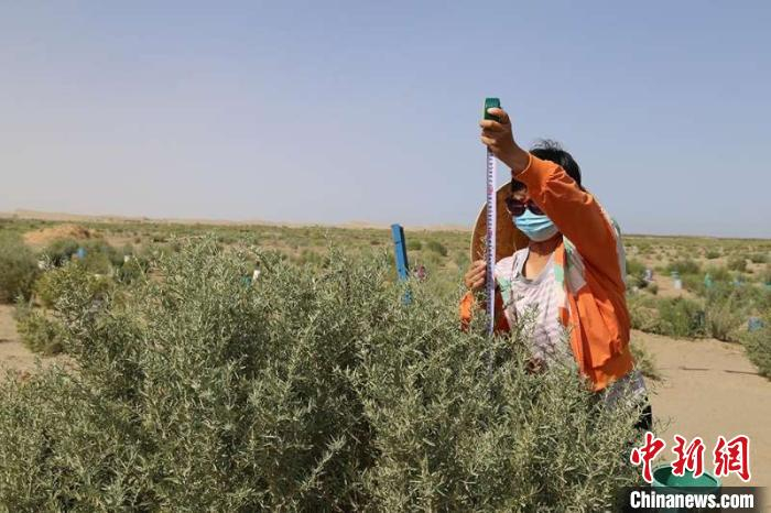 经护林人员测量，2019年4月栽种的四翅滨藜树高已超过一米。　刘艳梅 摄