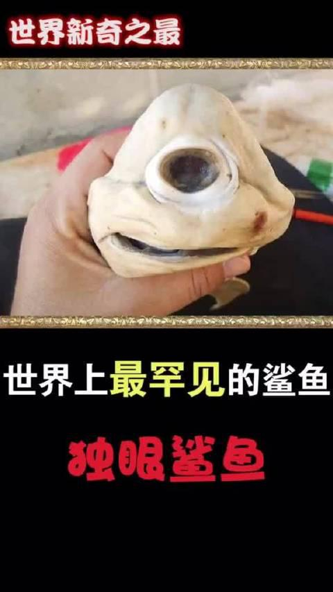 无独有偶,美国也曾发现过独眼鲨鱼