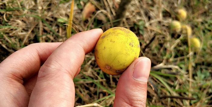 的味道以及对农作物有害,所以也少有人种植,在农村里大部分都是野生的