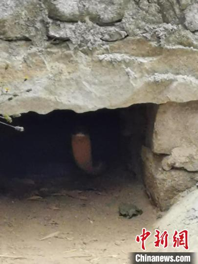 图为巨型眼镜王蛇躲在下水道里。 大理市公安局供图