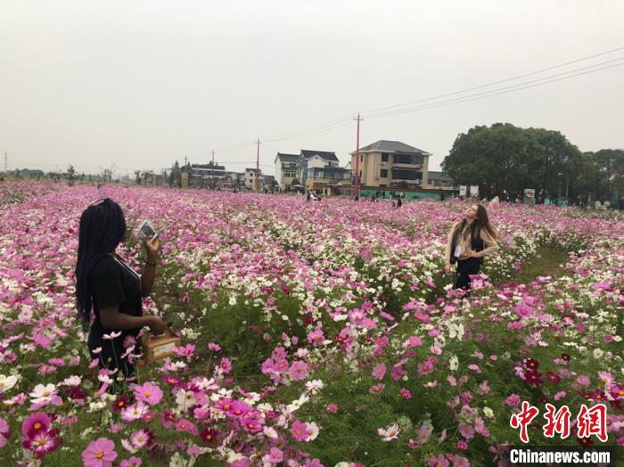 在田野里拍美照。 唐娟 摄