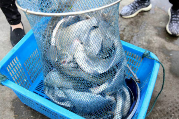 图说：一条条活蹦乱跳的大鱼被收入囊中。华亭镇供图