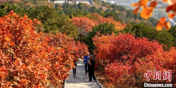 北京迎来红叶最佳观赏期公布19处特色彩叶景区 手机新浪网