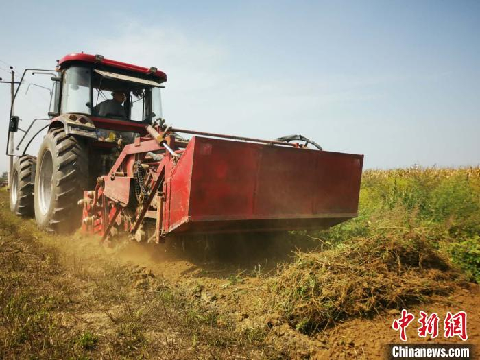 大型机械助力道地药材收割，大幅提升了作业效率。　陆祁国 摄