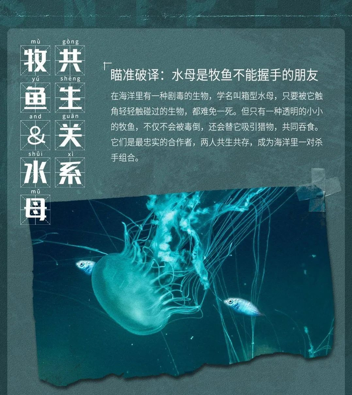 苏文谦的"牧鱼"与池铁城的"水母"是一种共生关系,他们曾是最亲密无间
