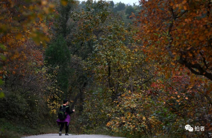 △&nbsp;2016年10月20日，百望山森林公园，前来赏秋叶的游客。摄影/新京报记者薛珺