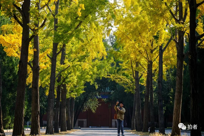 △&nbsp;2018年10月18日，地坛公园，随着气温降低，银杏叶逐渐变黄，成为了秋天里的一道风景，路过市民驻足拍摄。&nbsp;摄影/新京报记者 王子诚