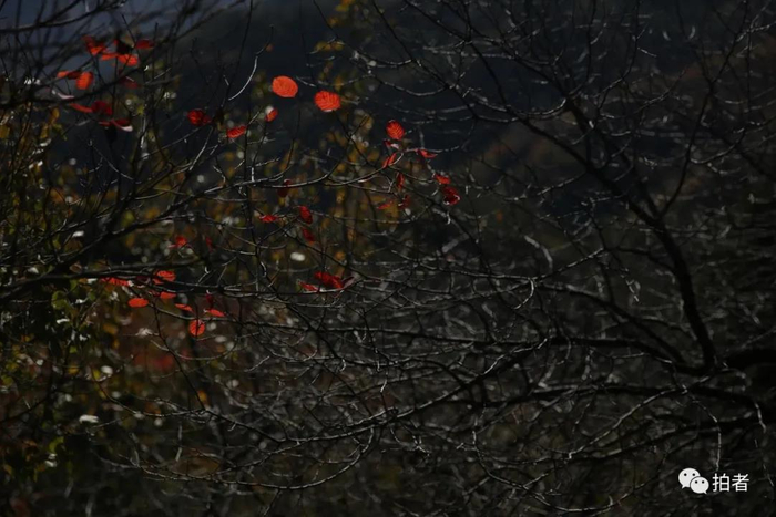 △&nbsp;2020年10月17日，八达岭长城周边的树叶渐红，山间色彩斑斓，游客拍照留念。摄影/新京报记者郑新洽
