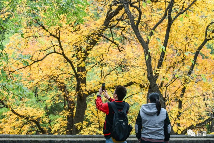 △&nbsp;2019年11月2日，八大处公园，游客拍摄园内秋叶。图源：视觉中国