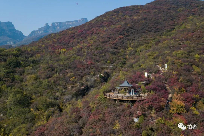 △&nbsp;2020年10月15日，房山区周口店镇黄山店村坡峰岭景区，层林尽染。摄影/新京报记者李凯祥