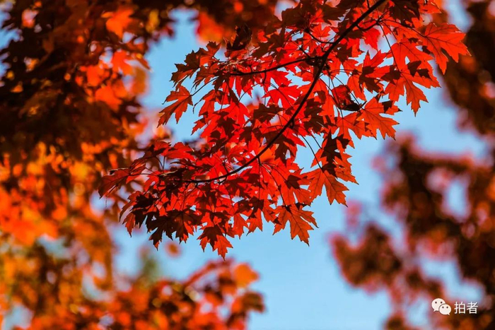 △&nbsp;2020年10月18日，北宫国家森林公园的斑斓秋叶。&nbsp;摄影/新京报记者王远征