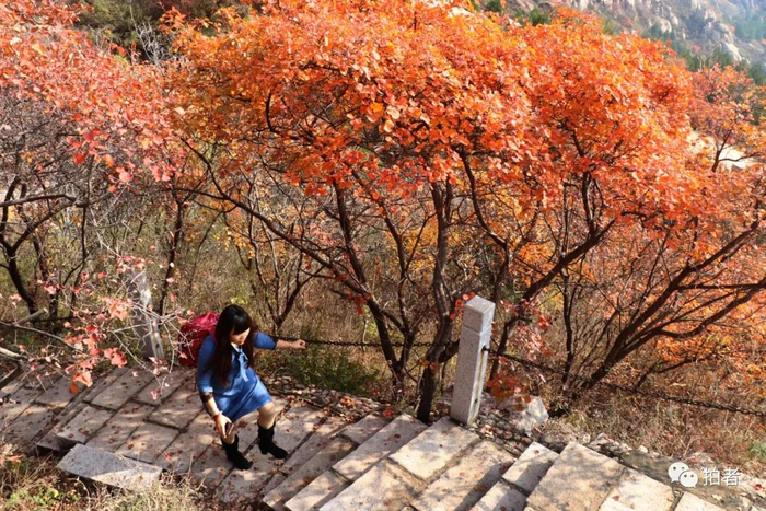 △&nbsp;2019年11月4日，北京，凤凰岭上秋叶美，吸引游客登山赏景。图源：视觉中国