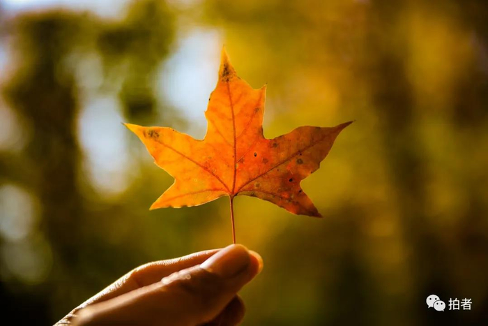 △&nbsp;2020年10月18日，北宫国家森林公园，游客手里的一片橘色枫叶。摄影/新京报记者王远征