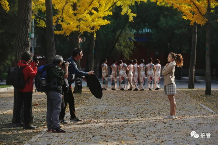 △&nbsp;2019年11月1日，地坛公园，摄影爱好者在银杏步道上为模特拍照。摄影/新京报记者侯少卿