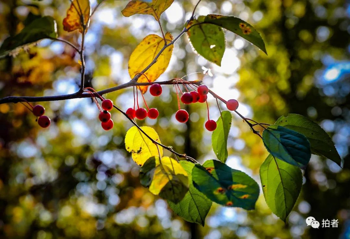 △&nbsp;2020年10月18日，北宫国家森林公园，&nbsp;通红的山荆子果实缀满枝头。&nbsp;摄影/新京报记者王远征
