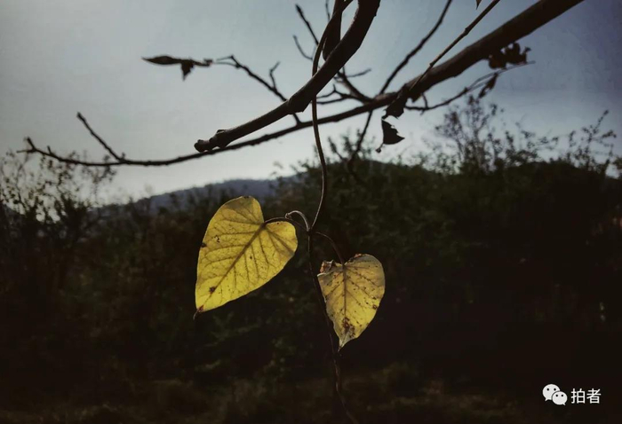 △&nbsp;2018年10月5日，西山国家森林公园，山间的秋叶慢慢凋零。&nbsp;摄影/新京报记者浦峰