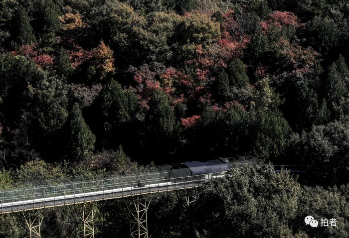 △&nbsp;2018年10月17日，八大处公园，一位男士乘滑道车穿过树叶渐红的山林。摄影/新京报记者浦峰