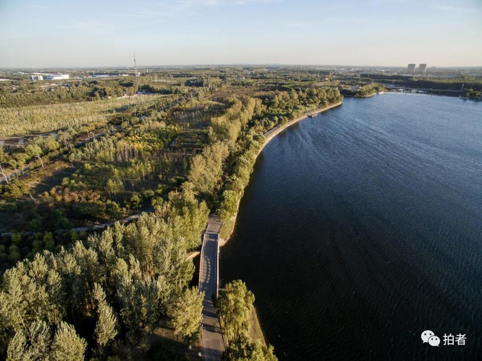 △&nbsp;2015年10月28日，大运河森林公园，银枫秋实景区。&nbsp;摄影/新京报记者王子诚