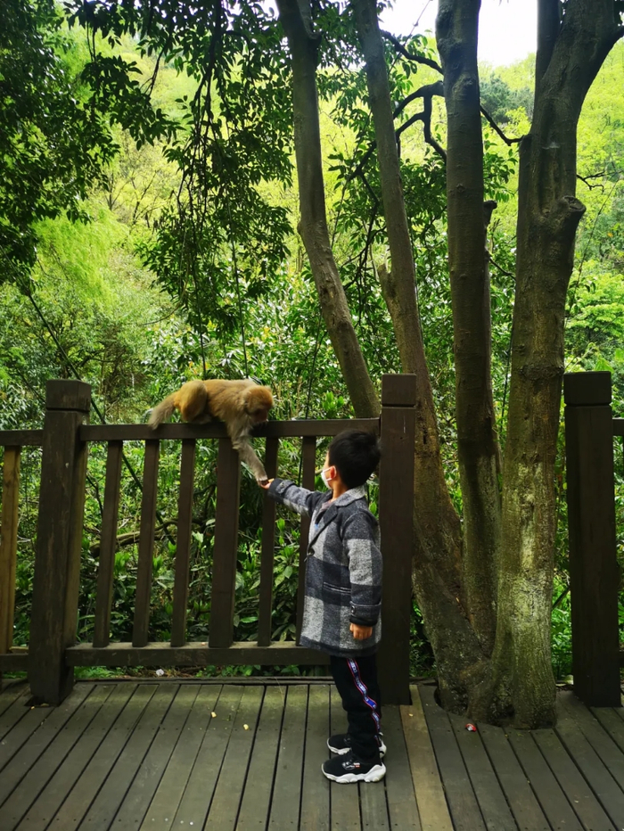 游客在喂猕猴。受访者供图