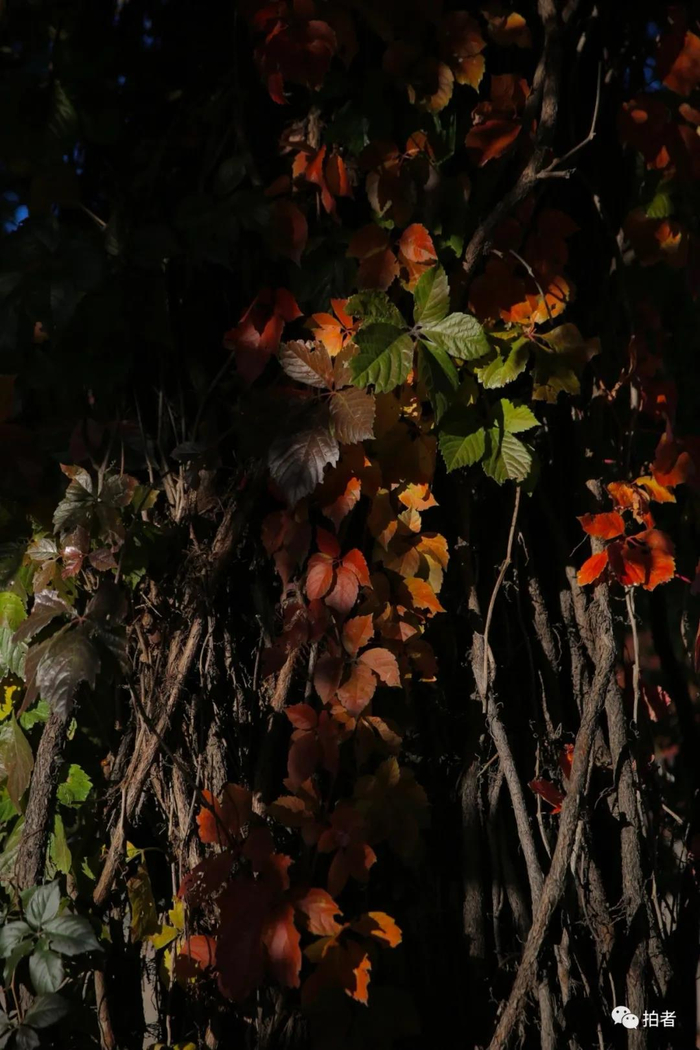 △&nbsp;2020年10月17日，居庸关长城景区的秋叶。摄影/新京报记者郑新洽