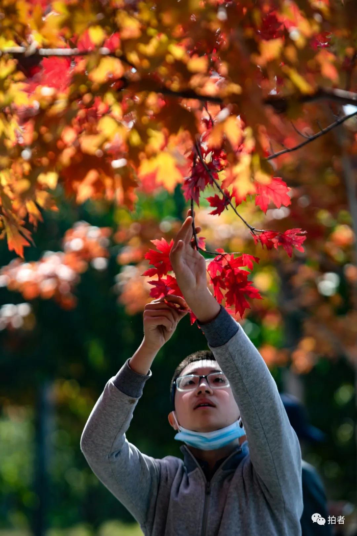 △&nbsp;2020年10月18日，北宫国家森林公园，游客踏秋。&nbsp;摄影/新京报记者王远征