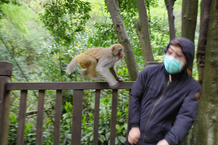 猕猴准备打人。受访者供图。