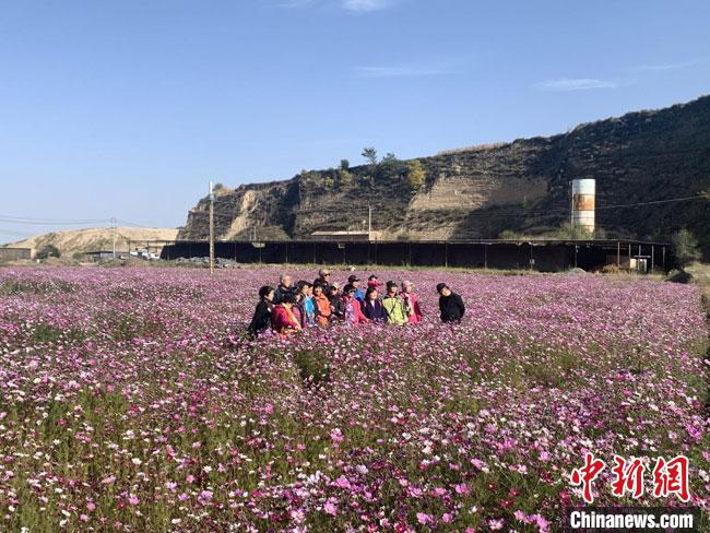     图为10月中旬，游客在麻家寺村八瓣梅花海中拍照打卡。　黄婉怡　摄