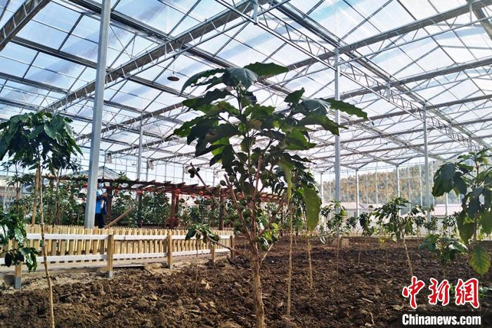 部分咖啡树已经结出咖啡豆 高龙安 摄