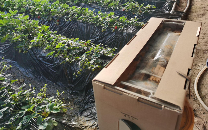 温室大棚中养殖蜜蜂授粉。新京报记者 王颖 摄