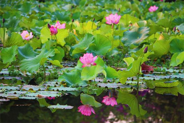 孟连县湿地公园荷塘的荷花。 陈永刚 摄