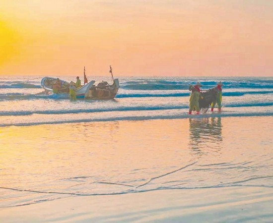 　　每年11月初，六鳌半岛的菜农忙着采收紫菜。记者 于莉 摄