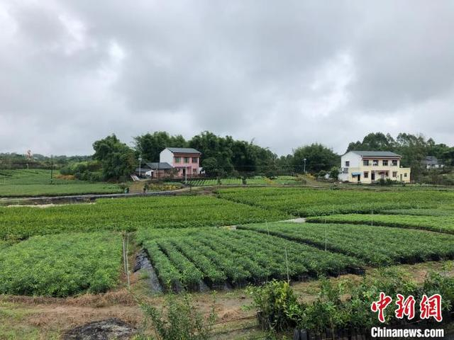 图为绿道串联起成王果业苗圃基地。 钟旖 摄