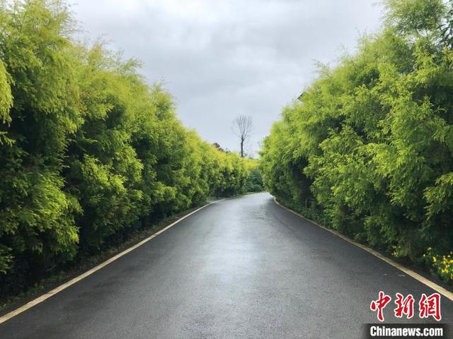 图为绿道风景一角。 钟旖 摄