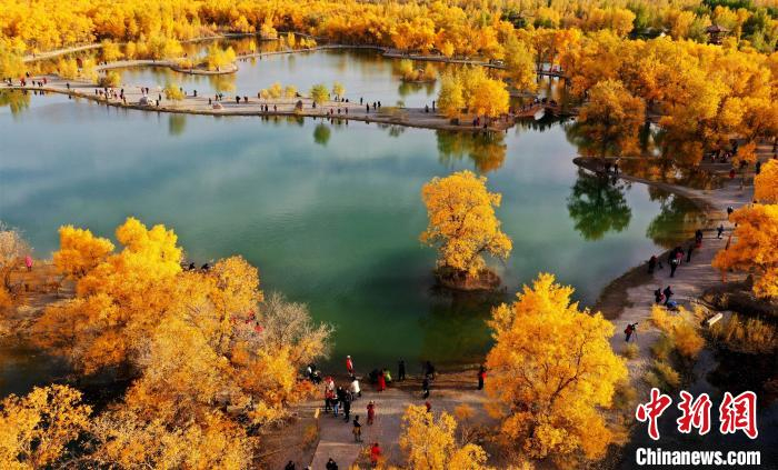 图为甘肃金塔县境内的胡杨林景区，这里分布着西北地区最大的“化石级植物”万亩胡杨林。　吴学珍 摄