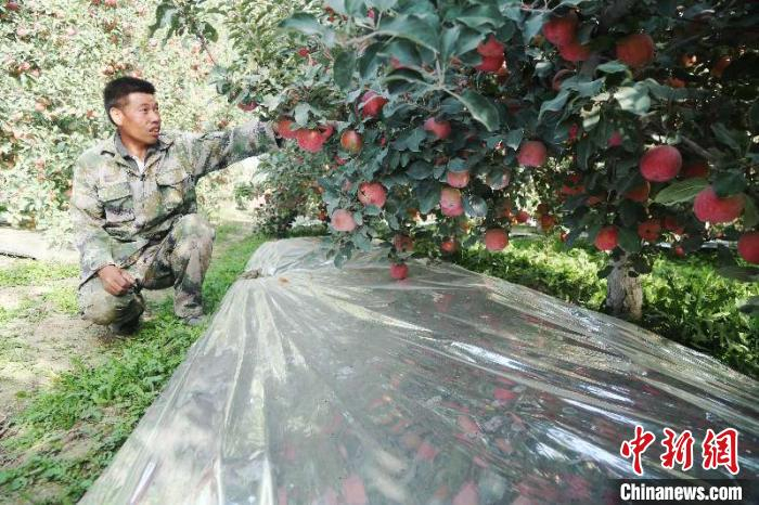 果农张立功整理铺在苹果树下的反光膜。　秦雪珍 摄