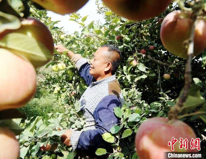 果农康纪强在果园里查看苹果收获情况。　秦雪珍 摄