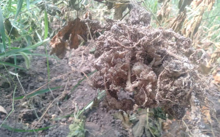 得了病的作物。受访者供图